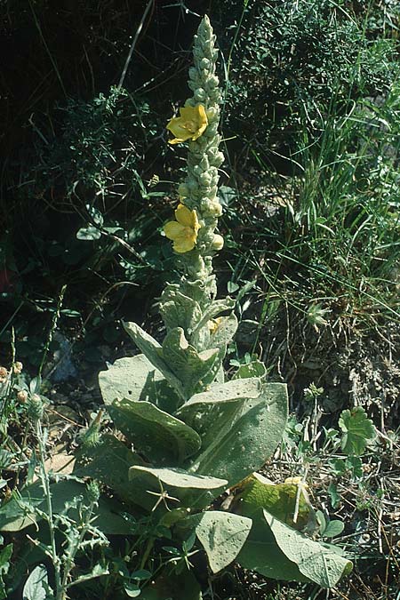 Verbascum macrurum \ Gro&szlig;schw&auml;nzige K�nigskerze / Mullein, Kreta/Crete Agia Irini 18.5.1991