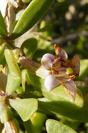 Lycium schweinfurthii \ Schweinfurths Bocksdorn / Schweinfurth's Tea-Plant, Kreta/Crete Moni Kapsa 10.4.2015