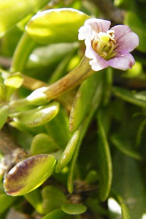 Lycium schweinfurthii \ Schweinfurths Bocksdorn / Schweinfurth's Tea-Plant, Kreta/Crete Moni Kapsa 10.4.2015