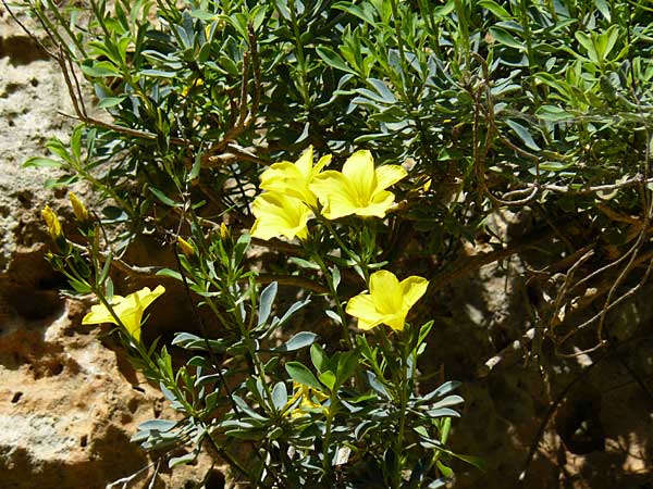 Linum arboreum \ Strauch-Lein, Baum-Lein / Tree Flax, Shrubby Flax, Kreta/Crete Aradena - Schlucht / Gorge 4.4.2015