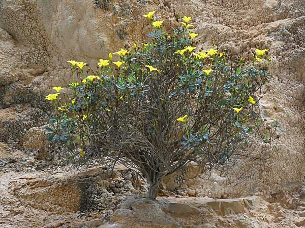 Linum arboreum \ Strauch-Lein, Baum-Lein / Tree Flax, Shrubby Flax, Kreta/Crete Aradena - Schlucht / Gorge 4.4.2015