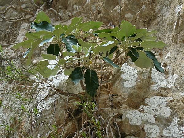 Staehelina arborea \ Kreta-Strauchscharte, Kreta Aradena - Schlucht 4.4.2015