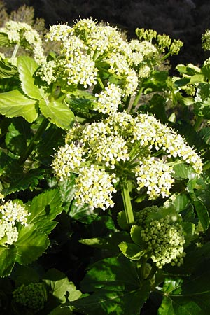Smyrnium olusatrum \ Gespenst-Gelbdolde, Pferde-Eppich / Alexanders, Kreta/Crete Meronas 5.4.2015