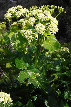 Smyrnium olusatrum \ Gespenst-Gelbdolde, Pferde-Eppich / Alexanders, Kreta/Crete Meronas 5.4.2015