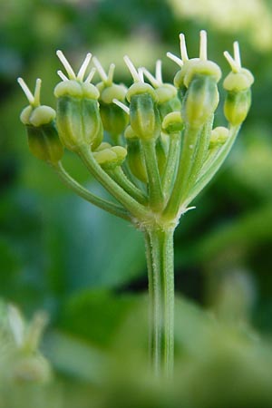 Smyrnium olusatrum \ Gespenst-Gelbdolde, Pferde-Eppich / Alexanders, Kreta/Crete Meronas 5.4.2015