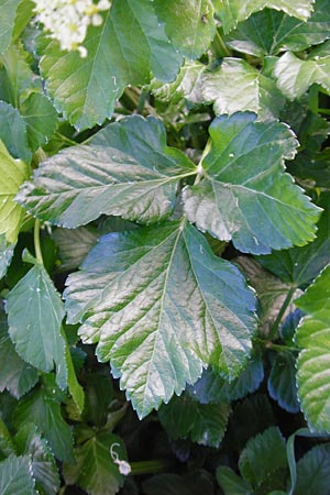 Smyrnium olusatrum \ Gespenst-Gelbdolde, Pferde-Eppich / Alexanders, Kreta/Crete Meronas 5.4.2015