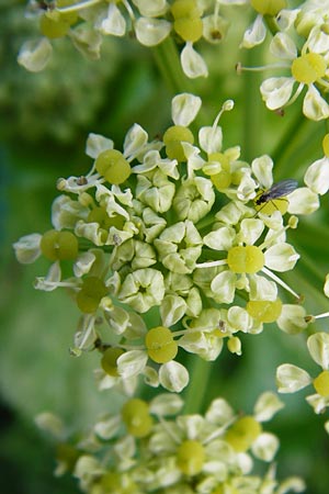 Smyrnium olusatrum \ Gespenst-Gelbdolde, Pferde-Eppich / Alexanders, Kreta/Crete Meronas 5.4.2015