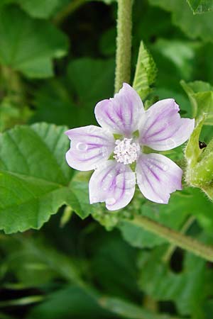Malva multiflora \ Kretische Strauchpappel / Small Tree Mallow, Cretan Hollyhock, Kreta/Crete Plakias 6.4.2015