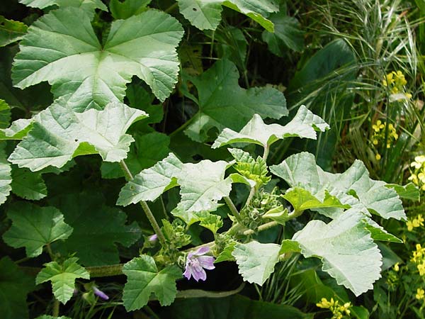 Malva multiflora \ Kretische Strauchpappel / Small Tree Mallow, Cretan Hollyhock, Kreta/Crete Plakias 6.4.2015
