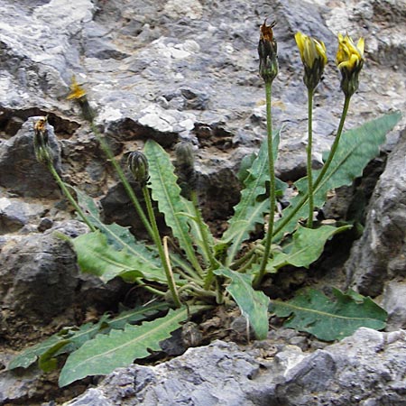 Leontodon tuberosus \ Knolliger Lwenzahn / Tuberous Hawkbit, Kreta/Crete Kotsifou - Schlucht / Gorge 2.4.2015