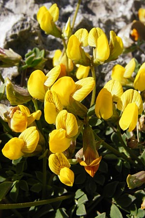 Lotus corniculatus \ Gewhnlicher Hornklee / Bird's-Foot Deervetch, Kreta/Crete Preveli Strand/Beach 3.4.2015