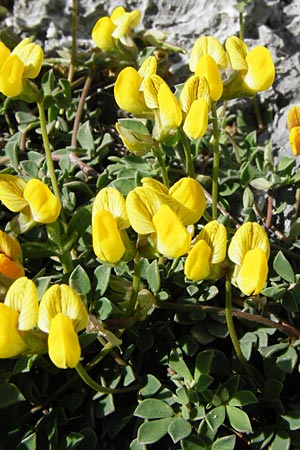 Lotus corniculatus \ Gewhnlicher Hornklee / Bird's-Foot Deervetch, Kreta/Crete Preveli Strand/Beach 3.4.2015