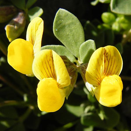 Lotus corniculatus \ Gewhnlicher Hornklee / Bird's-Foot Deervetch, Kreta/Crete Preveli Strand/Beach 3.4.2015