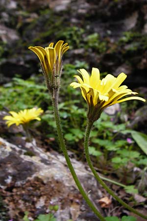 Leontodon tuberosus \ Knolliger Lwenzahn / Tuberous Hawkbit, Kreta/Crete Aradena - Schlucht / Gorge 4.4.2015