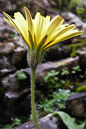 Leontodon tuberosus \ Knolliger Lwenzahn / Tuberous Hawkbit, Kreta/Crete Aradena - Schlucht / Gorge 4.4.2015