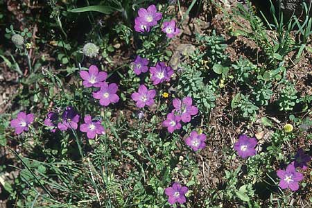 Legousia pentagonia \ Frauenspiegel / Pentagonia, Kreta/Crete Magarakari 18.4.2001