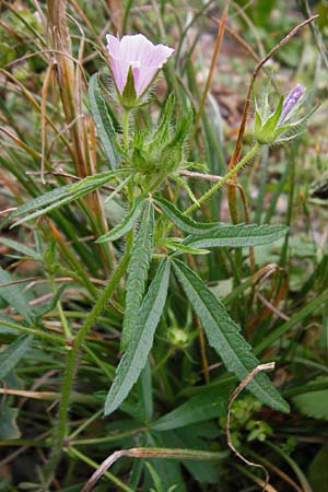 Malva cretica \ Kretische Malve / Mediterranean Mallow, Kreta/Crete Zakros - Schlucht / Gorge 8.4.2015