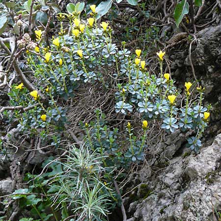 Linum arboreum \ Strauch-Lein, Baum-Lein / Tree Flax, Shrubby Flax, Kreta/Crete Kotsifou - Schlucht / Gorge 2.4.2015