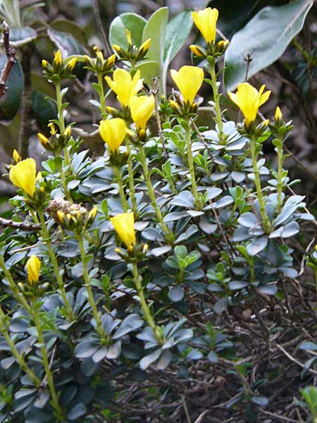 Linum arboreum \ Strauch-Lein, Baum-Lein / Tree Flax, Shrubby Flax, Kreta/Crete Kotsifou - Schlucht / Gorge 2.4.2015