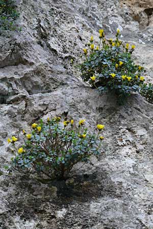 Linum arboreum \ Strauch-Lein, Baum-Lein / Tree Flax, Shrubby Flax, Kreta/Crete Kotsifou - Schlucht / Gorge 2.4.2015