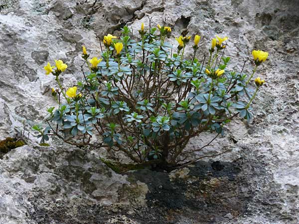 Linum arboreum \ Strauch-Lein, Baum-Lein / Tree Flax, Shrubby Flax, Kreta/Crete Kotsifou - Schlucht / Gorge 2.4.2015