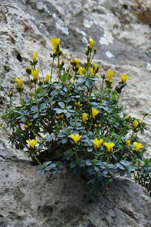 Linum arboreum \ Strauch-Lein, Baum-Lein / Tree Flax, Shrubby Flax, Kreta/Crete Kotsifou - Schlucht / Gorge 2.4.2015