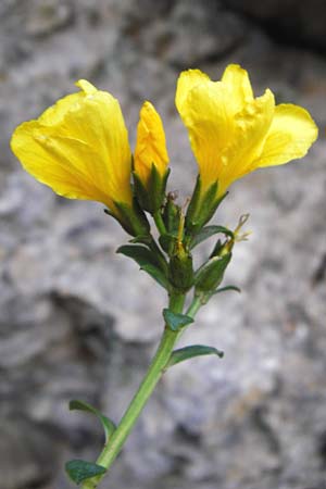 Linum arboreum \ Strauch-Lein, Baum-Lein / Tree Flax, Shrubby Flax, Kreta/Crete Kotsifou - Schlucht / Gorge 2.4.2015