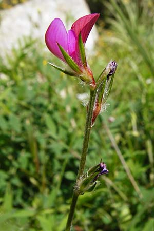 Onobrychis aequidentata \ Gleichz�hnige Esparsette, Kreta Preveli 3.4.2015