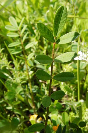 Onobrychis aequidentata \ Gleichz�hnige Esparsette, Kreta Preveli 3.4.2015