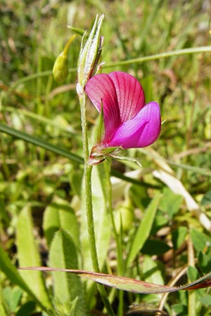 Onobrychis aequidentata \ Gleichz�hnige Esparsette, Kreta Armeni 7.4.2015