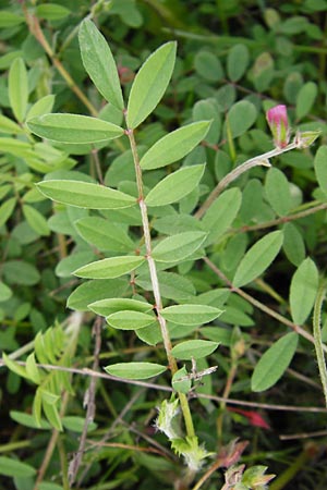 Onobrychis aequidentata \ Gleichz�hnige Esparsette, Kreta Zakros - Schlucht 8.4.2015
