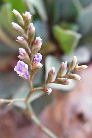 Limonium cornarianum \ Kornaros-Strandflieder / Kornaros Sea Lavender, Kreta/Crete Moni Kapsa 10.4.2015