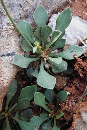 Limonium cornarianum \ Kornaros-Strandflieder / Kornaros Sea Lavender, Kreta/Crete Moni Kapsa 10.4.2015