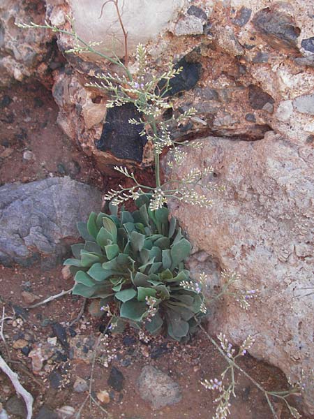 Limonium cornarianum \ Kornaros-Strandflieder / Kornaros Sea Lavender, Kreta/Crete Moni Kapsa 10.4.2015