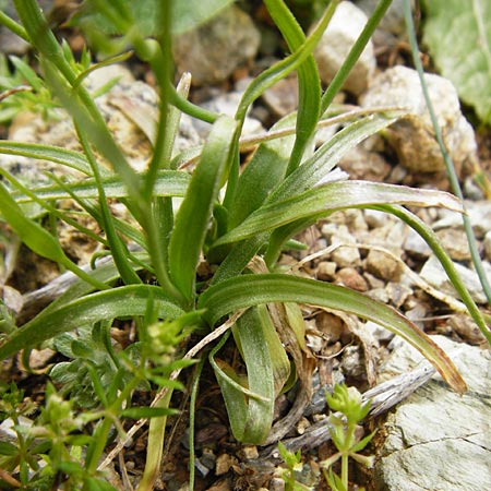 Gagea graeca \ Griechische Faltenlilie / Greek Gagea, Kreta/Crete Preveli 3.4.2015