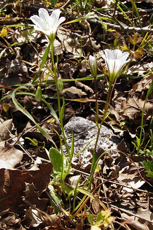 Gagea graeca \ Griechische Faltenlilie / Greek Gagea, Kreta/Crete Armeni 7.4.2015