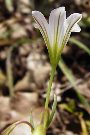 Gagea graeca \ Griechische Faltenlilie / Greek Gagea, Kreta/Crete Armeni 7.4.2015