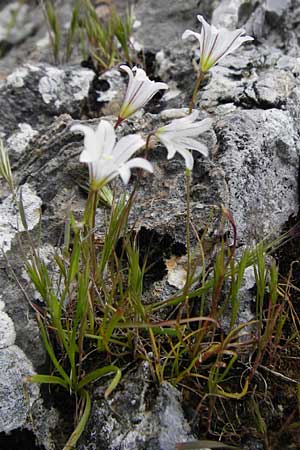 Gagea graeca \ Griechische Faltenlilie / Greek Gagea, Kreta/Crete Kavousi 11.4.2015