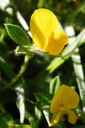 Lotus edulis \ Essbarer Hornklee, Kreta Agios Vasilios 1.4.2015
