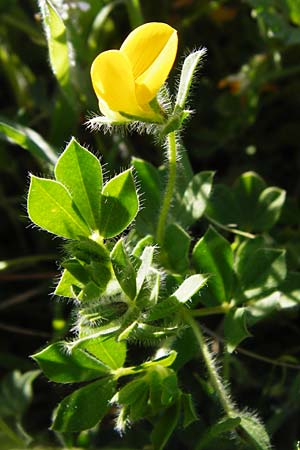 Lotus edulis \ Essbarer Hornklee, Kreta Agios Vasilios 1.4.2015