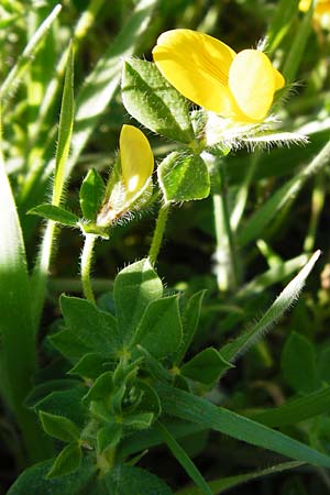 Lotus edulis \ Essbarer Hornklee, Kreta Agios Vasilios 1.4.2015