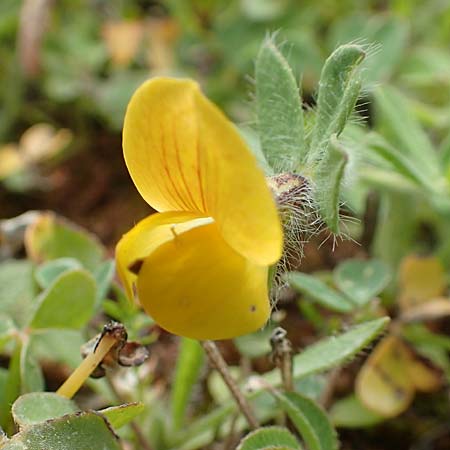 Lotus edulis ? \ Essbarer Hornklee, Kreta Arhanes, Jouhtas 30.3.2015