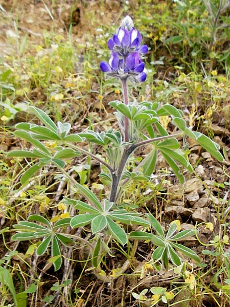 Lupinus pilosus \ Behaarte Lupine, Kreta Tilisos 2.4.2015