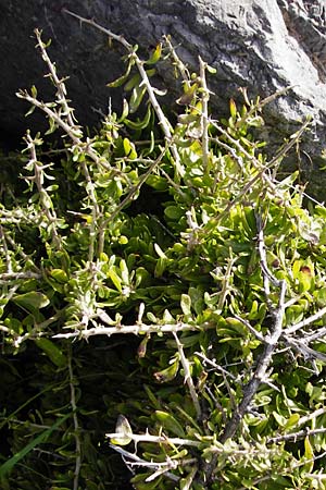 Lycium schweinfurthii \ Schweinfurths Bocksdorn / Schweinfurth's Tea-Plant, Kreta/Crete Moni Kapsa 10.4.2015