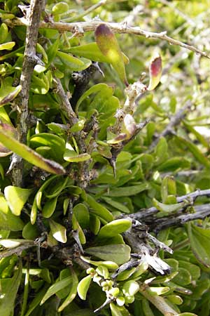 Lycium schweinfurthii \ Schweinfurths Bocksdorn / Schweinfurth's Tea-Plant, Kreta/Crete Moni Kapsa 10.4.2015