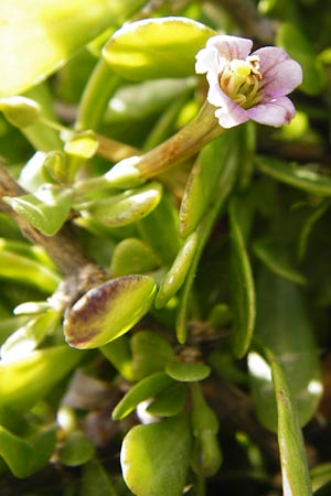 Lycium schweinfurthii \ Schweinfurths Bocksdorn / Schweinfurth's Tea-Plant, Kreta/Crete Moni Kapsa 10.4.2015