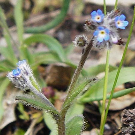 Myosotis incrassata \ Dickbl&auml;ttriges Vergissmeinnicht / Thick-Leafed Forget-me-not, Kreta/Crete Meronas 5.4.2015