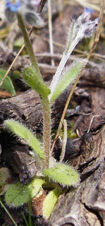 Myosotis incrassata \ Dickbl&auml;ttriges Vergissmeinnicht / Thick-Leafed Forget-me-not, Kreta/Crete Meronas 5.4.2015