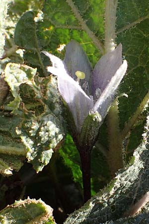Mandragora officinarum \ Alraune, Alraunwurzel / Mandrake, Kreta/Crete Arhanes, Jouhtas 30.3.2015