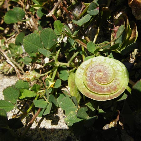 Medicago orbicularis \ Schneckenklee / Button Clover, Kreta/Crete Preveli Strand/Beach 3.4.2015